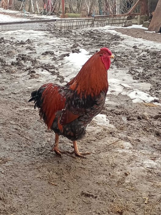 Vând sau schimb cocoși de wyandotte