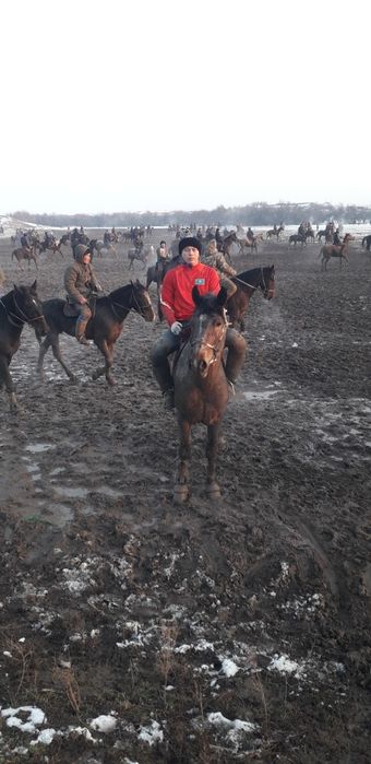 Ат сатылады 4жасар