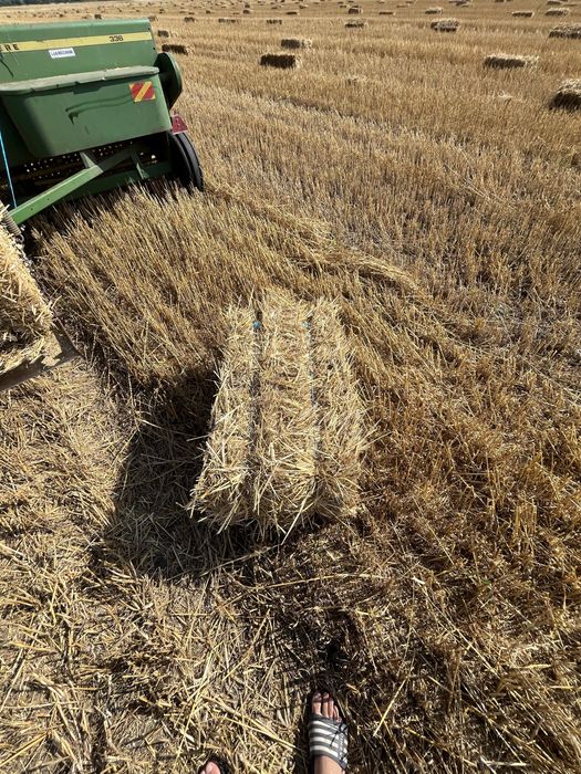 Vand baloti de paie de grau