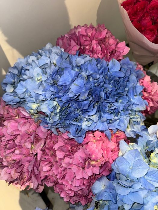 Продам цветы дешево!