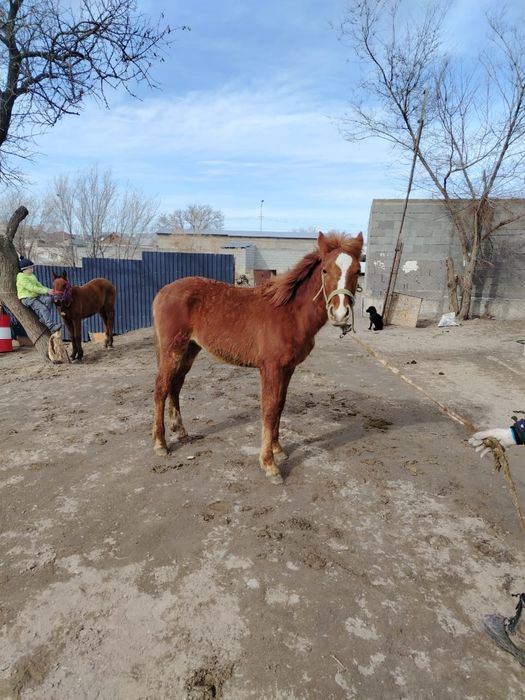 Тайлар сатылады, 1 ұрғашы, 2 еркек