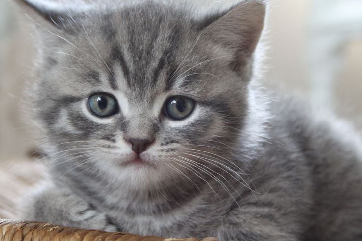 British Shorthair mascul cu pedigree tip  A