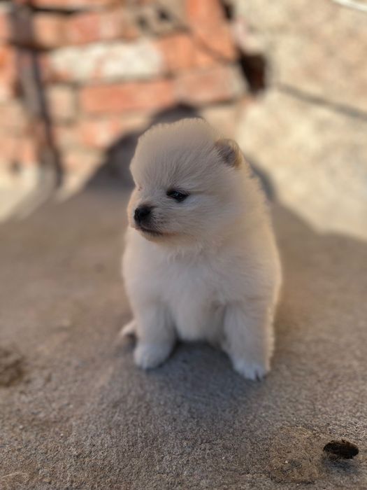 Мини померанчета