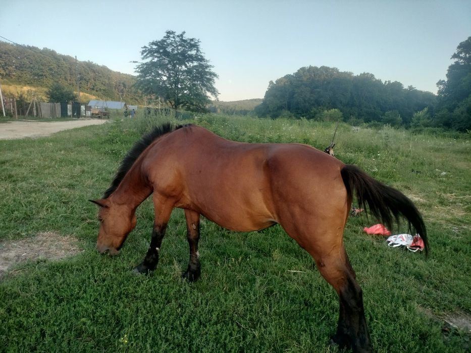 Vând iapa puls ham și căruță