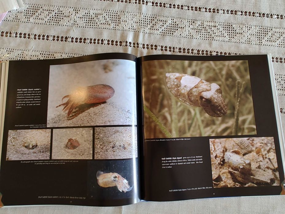 Богато илюстрирана книга, твърди корици: Подводният свят на Хърватия