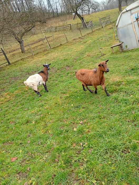 Vând capre alpin, pentru detalii la telefon