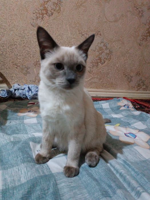 Yashirin kamera ona va o‘g‘ilning jinsiy aloqa qilayotganini tasvirga oldi