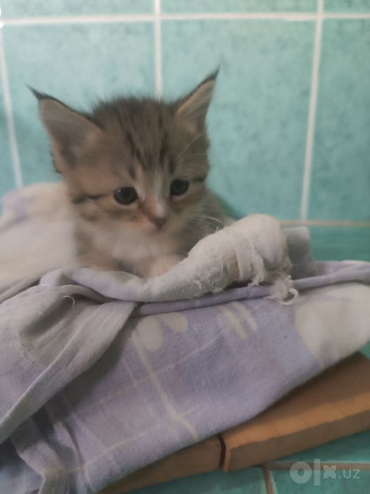 Котята бесплатно