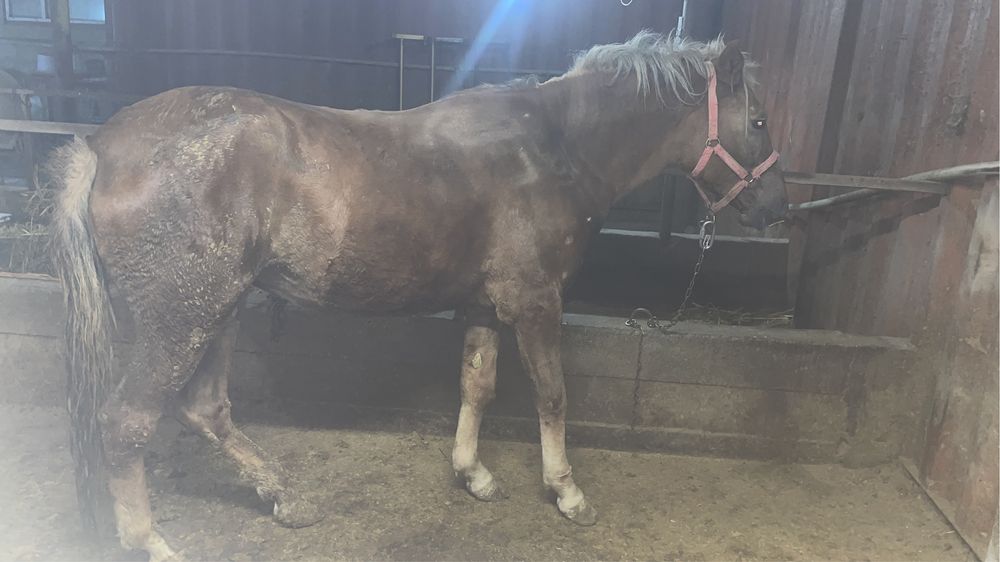 Тай, Кунан, кабыла алам