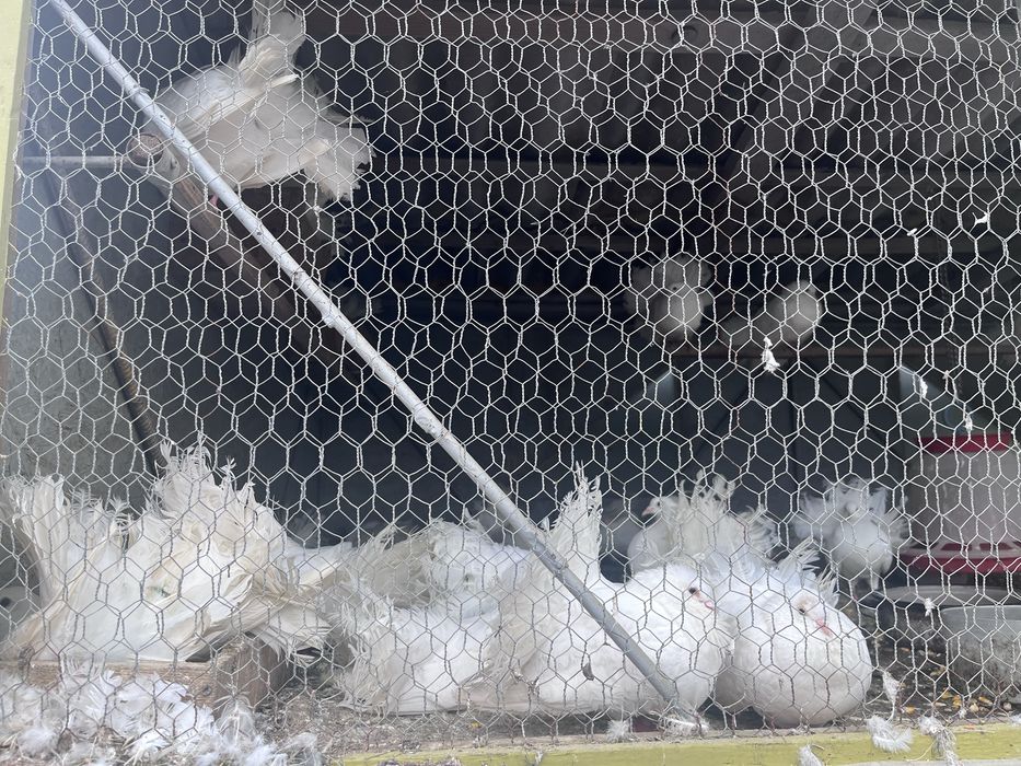 Porumbei albi - “curcani” - pentru evenimente