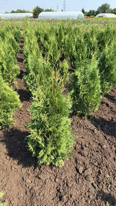 Берберис,лейланди и мн. храсти