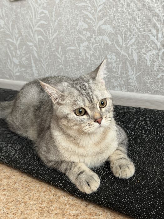Котенок 7 месяцев