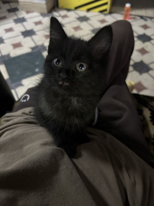 Котенок в хорошие руки