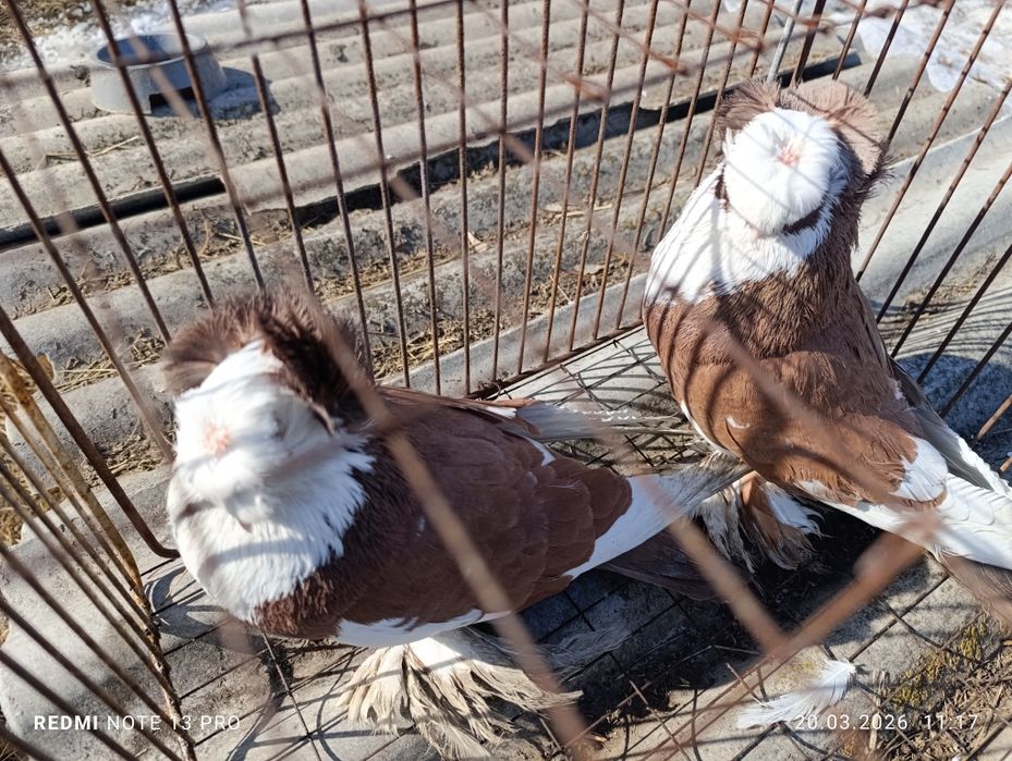 Голуби бухарские барабанщики.