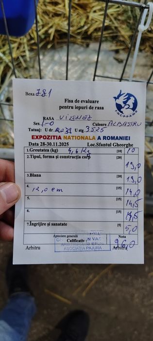 Vienez Albastru  iepure