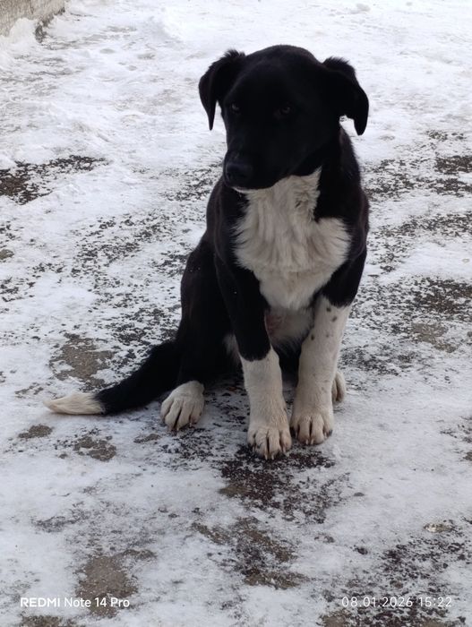 Срочно Отдам щенка в добрые руки