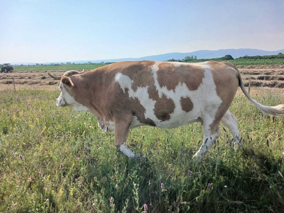 Vand vaca baltata gestanta!!!