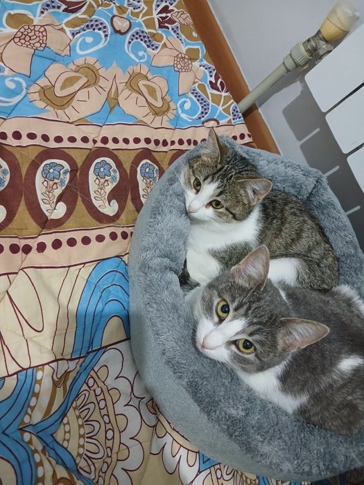 В добрые руки двух кошек