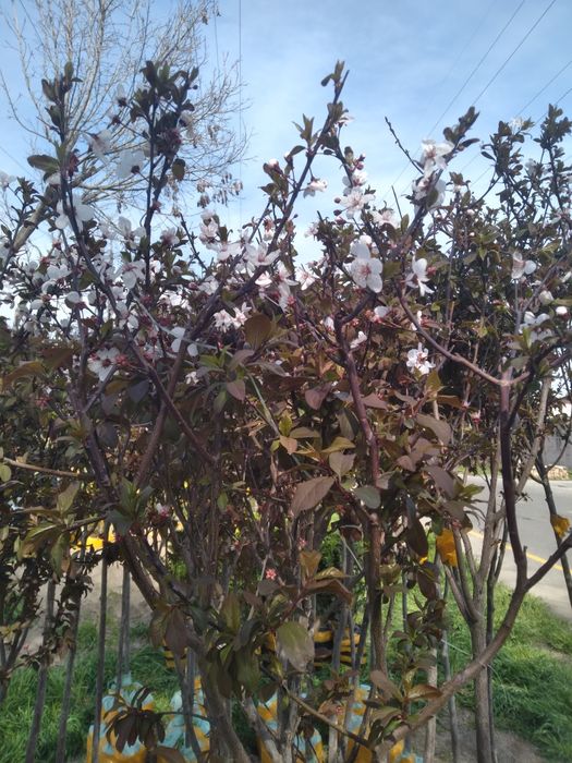 Арча кучатлари меваликучатлар барча турдаги манзарали дарахтларимизбор