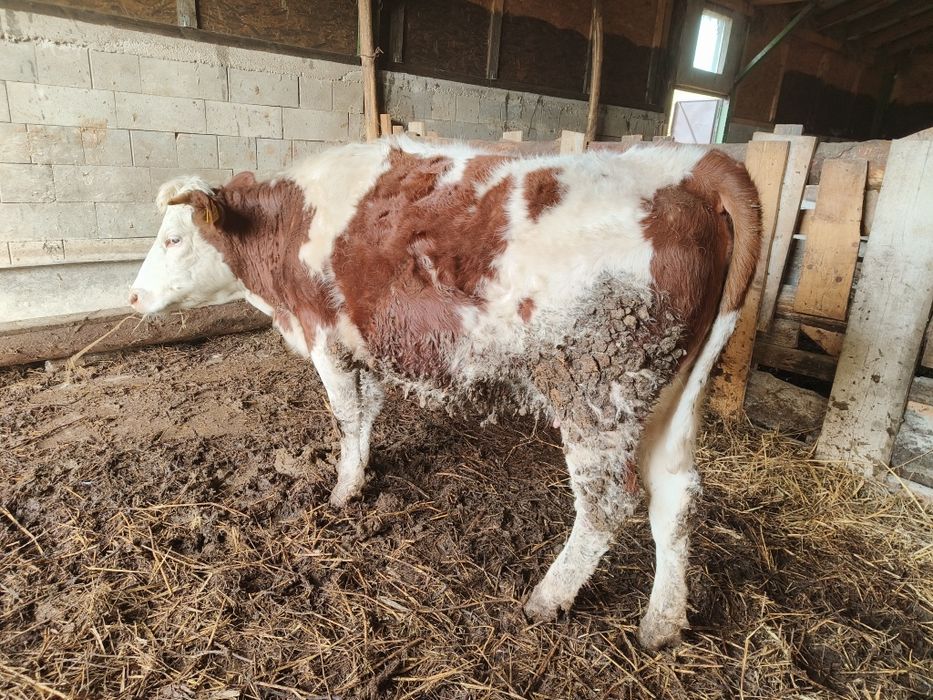 Junica baltata romaneasca