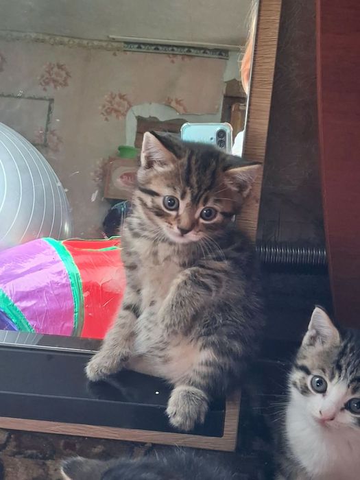 Котята мальчики и девочка