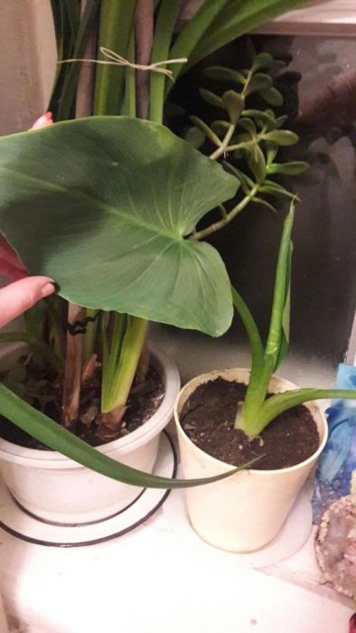 комнатные цветы каллы и гиппеастриус