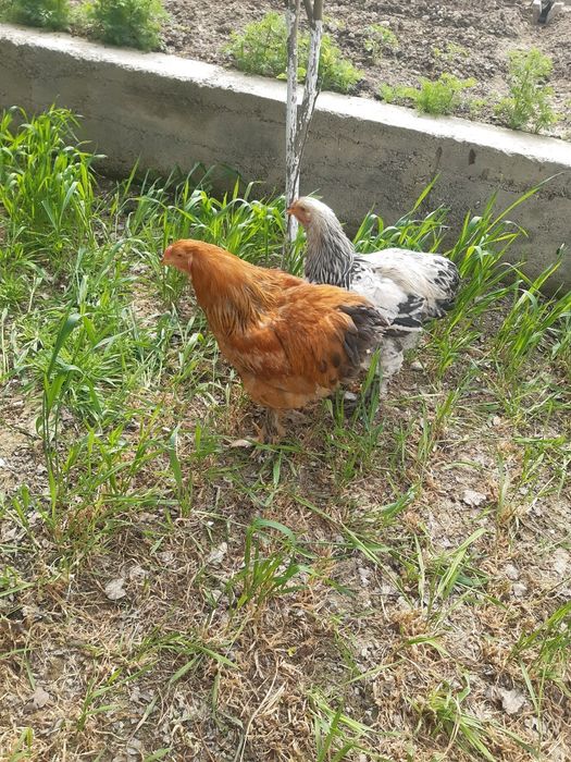 Brama tovuqla sotiladi