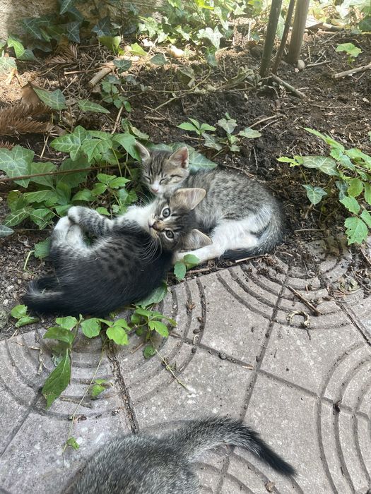 Ofer spre adoptie 3 pui de pisica, curati, jucausi