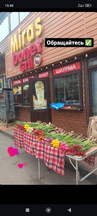 Тюльпаны голанские