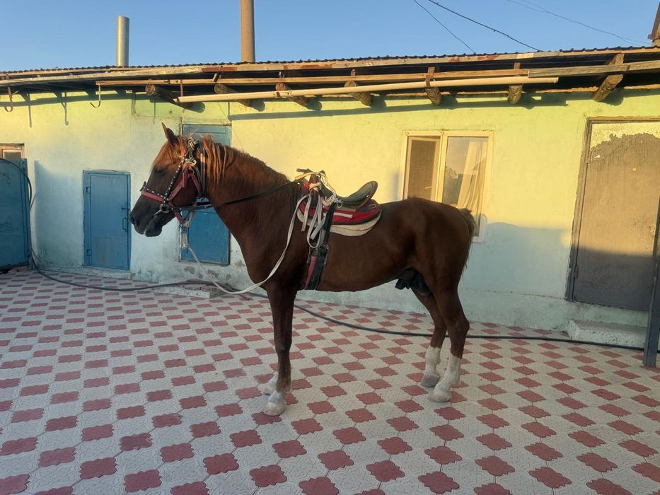 Көкпәрі ат сатылады