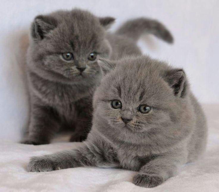 Продам британских котят