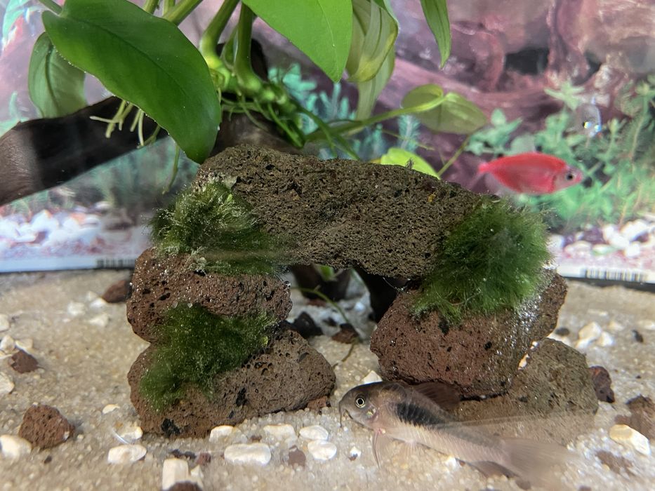 Acvariu Diversa 25 l