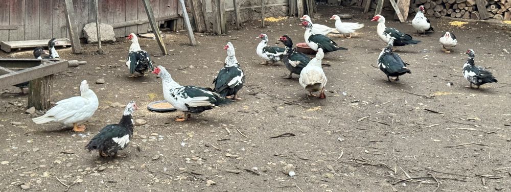 OFERTA SPECIALA!!!! Lichidare stoc! Vand ratoi 6buc+10rate mute 50lei/bucata!!