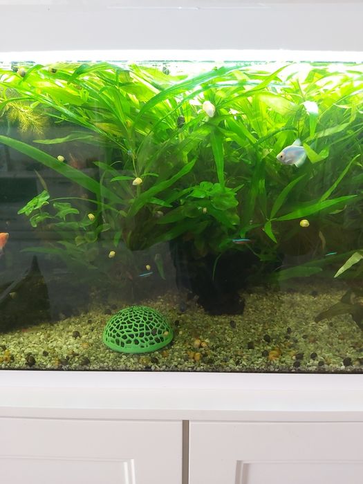 Живые водоросли для аквариумы ЛИМОННИК