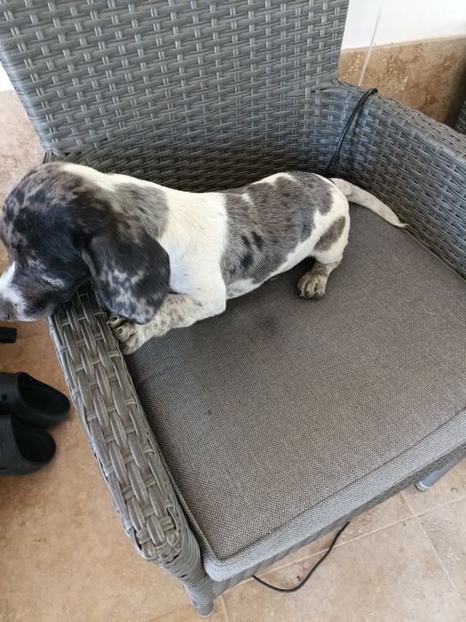 Teckel mini arlechin , tekel merle , dachshund mini