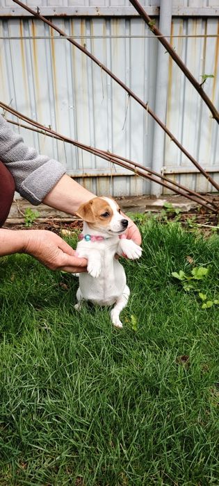 Продам щенка Джек Рассела девочка