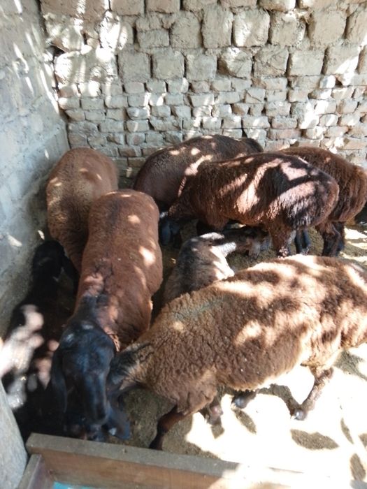 Qo'yla sotiladi 9 dona narxini kelishamiz