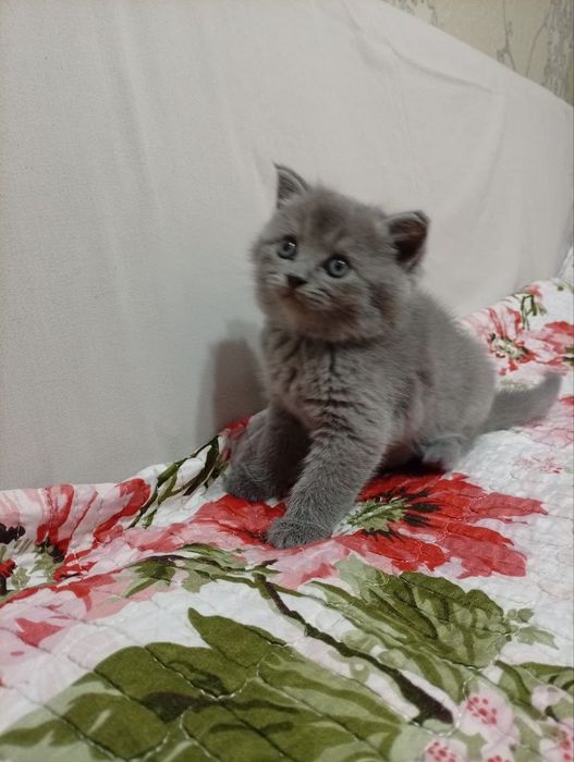 Скотиш фолд мальчик