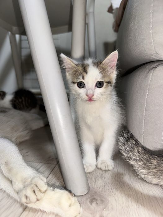 Отдам котят бесплатно