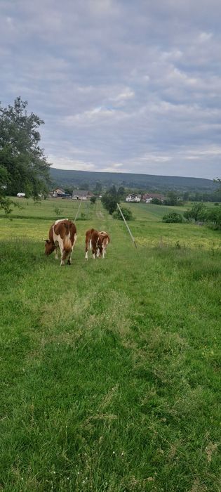 Vaci si vitei de vanzare !!!!!!