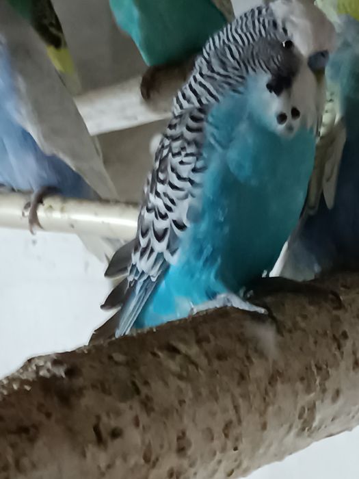 Самец ВВП Чех, возраст семь месяцев