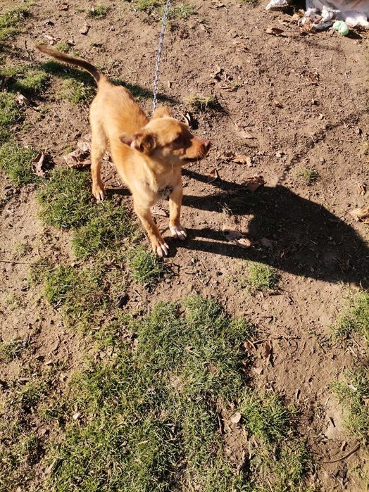 Мики спешно търси дом! Гр. Пловдив