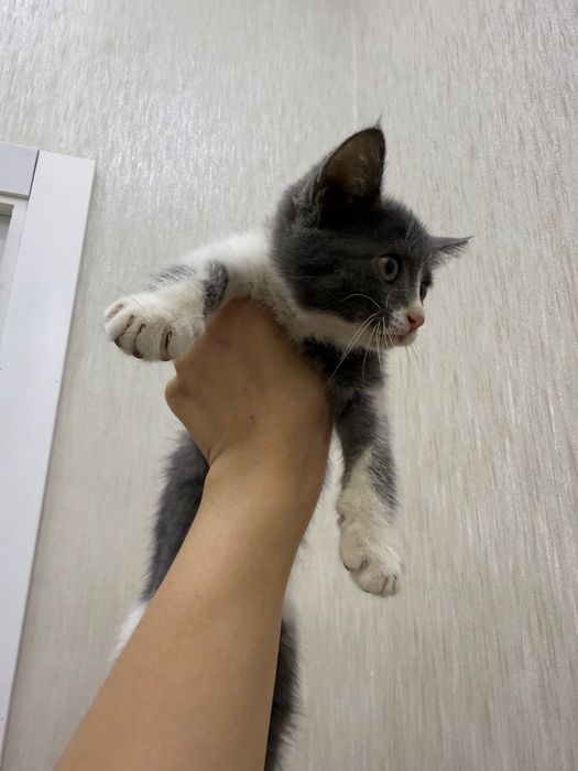 Продается котенок, только в добрые и ответственные руки