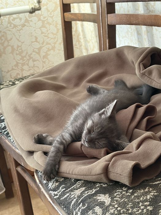 Котенок , примерно 2-2.5 месяца
