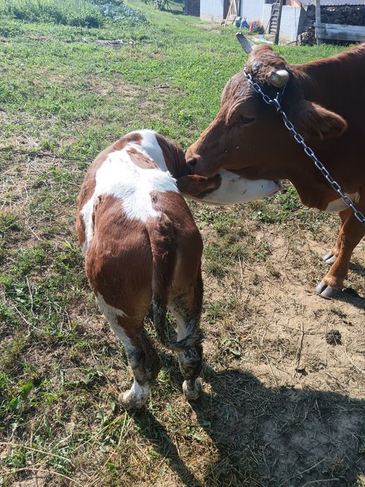 Vând vitica Bălțata  de 3 luni lntarcata  foarte buna de crescut mama iei este foarte buna de lapte  preț 3800 lei