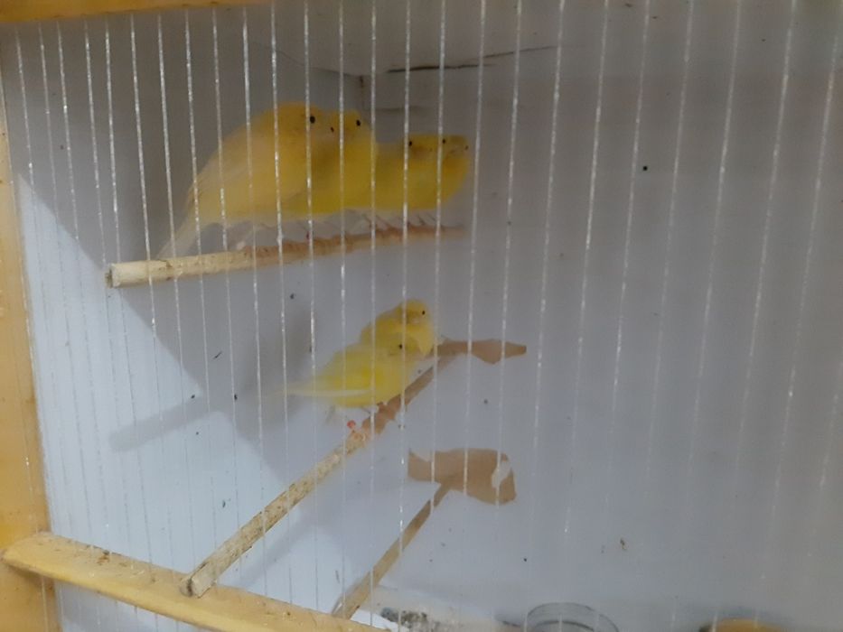 Канарейки ,домашние певчие птицы.