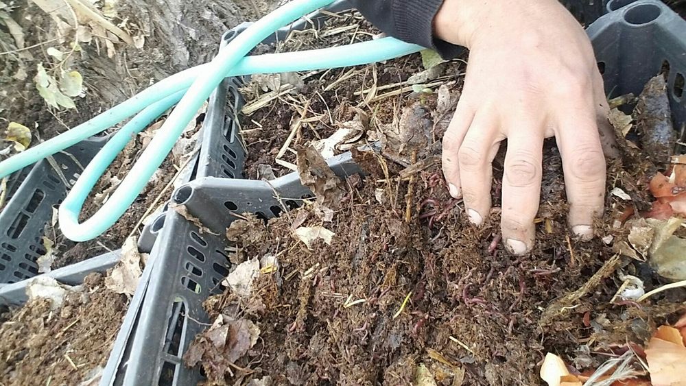 Калифорния чувалчанг сотилади. Наманган вилояти Туракургон, Бураматут