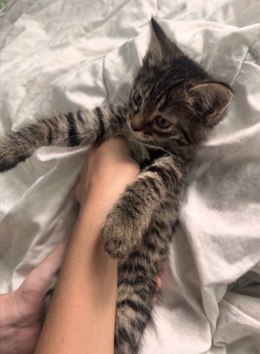 Отдаем котят в хорошие руки