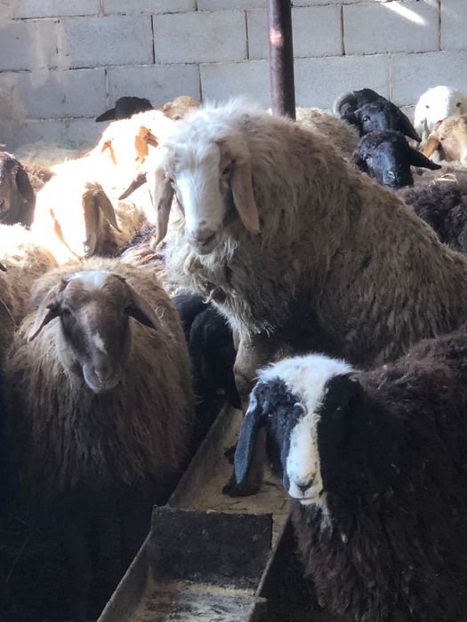 Токты кошкар барлыга бар