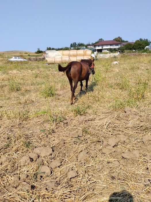De vânzare iapa blânda